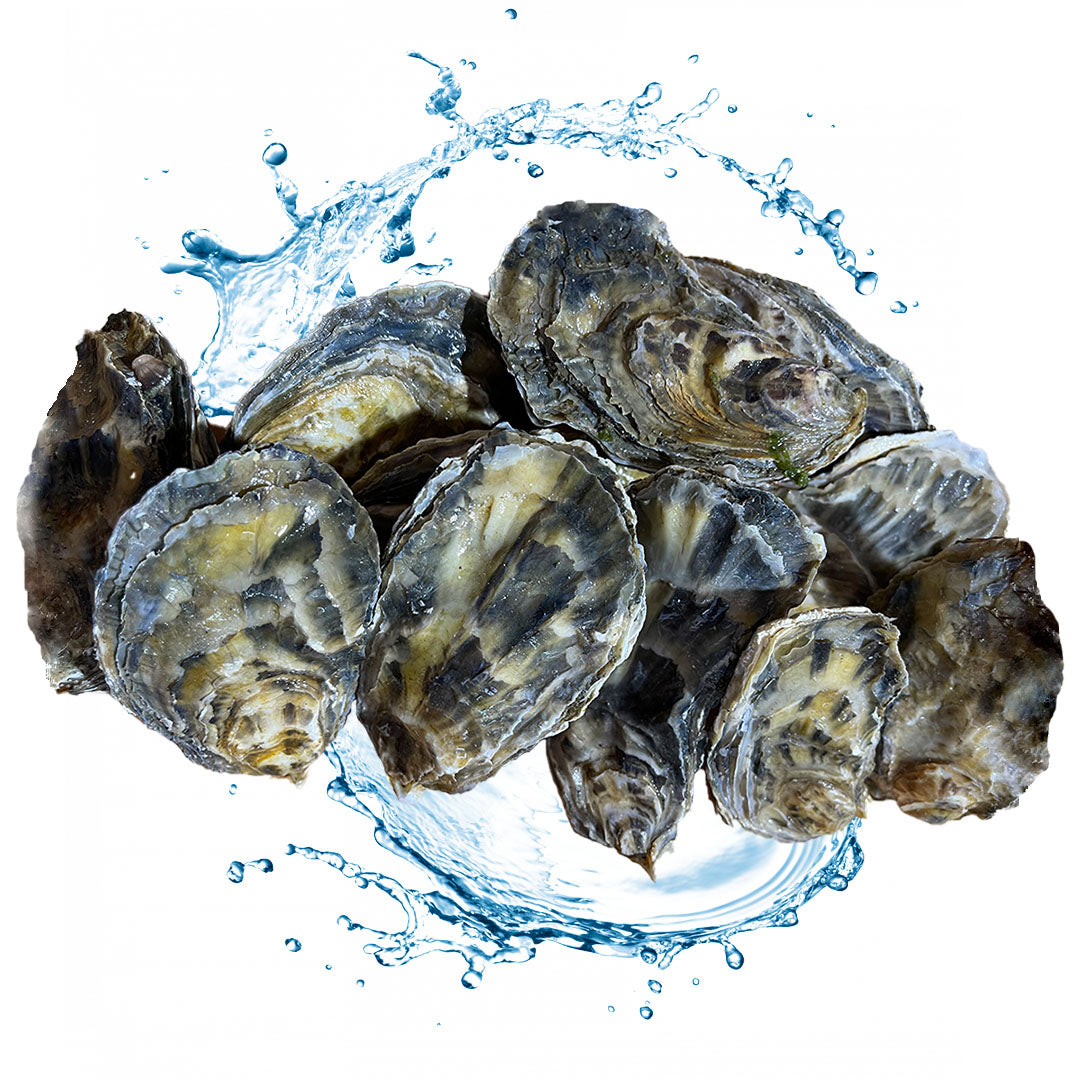 Buy Live Scottish Oysters Online Delivery Global Live Seafood